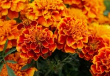 7 Flowering Plants You Can Start Growing in March for a Colourful Summer Garden