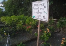 Kolkata Lawyer Turns Forgotten Land Into a Dragonfly Conservation Pond in the Sundarbans