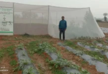 With a Simple Net House, This Jharkhand Woman Farmer Grows Coriander Off-Season, Earns Rs 70000/Yr