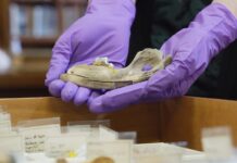 New studies of ancient dogs help scientists understand origin of humanity’s closest companion