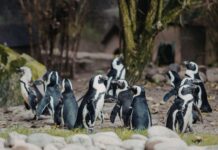 Nearly 40 penguins die from infection at Dutch safari park