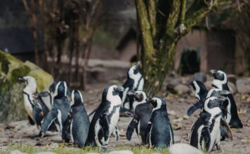 Nearly 40 penguins die from infection at Dutch safari park