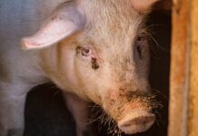 400 pigs die in barn fire in Belgium, a loss we rarely question