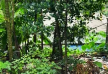 Watch: Kerala Artist Uses Only Waste to Recreate Kantara’s Tiger With Striking Detail