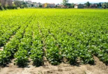 8 Fast-Growing Summer Crops That Cut Risk & Boost Farmers’ Income