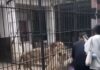 Terrifying moment girl, 10, mauled by lions while feeding them in forbidden area of zoo