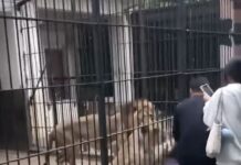 Terrifying moment girl, 10, mauled by lions while feeding them in forbidden area of zoo