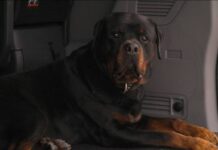 Who was Tyson Fury’s dog Cash?