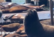 Massive sea lion makes rare appearance in San Francisco