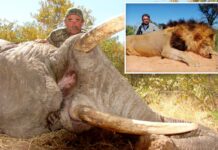 Millionaire big game hunter from US trampled to death by five elephants while eyeing his next kill in Africa