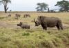 Anti-poaching conservationist gored to death by 2,900 pound rhino in South Africa