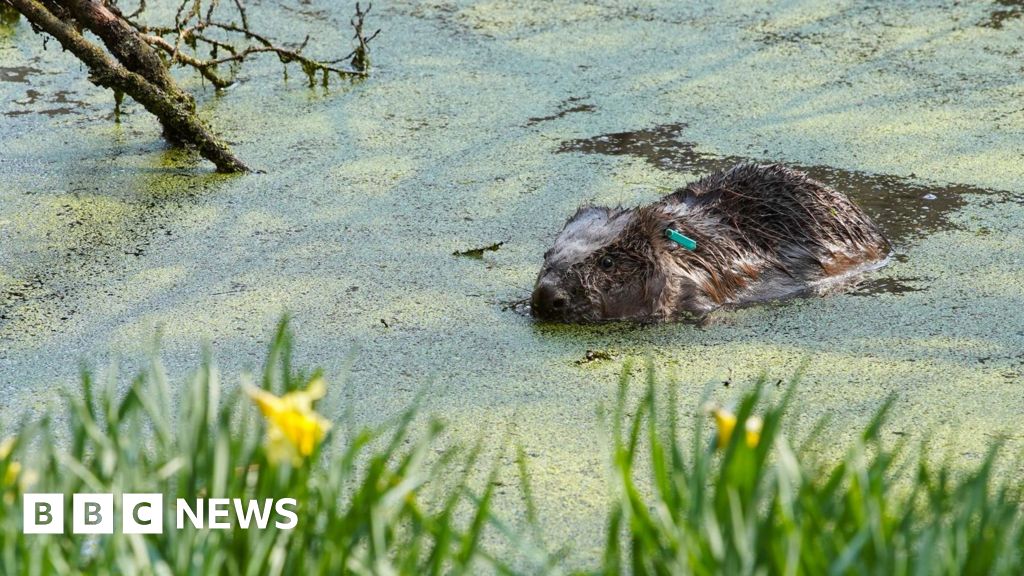 Plan to bring more beavers back takes step forward