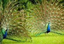 Peacock Numbers Improve At Adichunchangiri Sanctuary