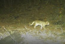 MP: World’s Smallest Wild Cat Spotted for First Time in MP Reserve