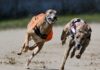 Keir Starmer urged to ban ‘cruel’ greyhound racing in England