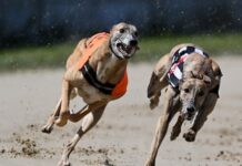 Keir Starmer urged to ban ‘cruel’ greyhound racing in England