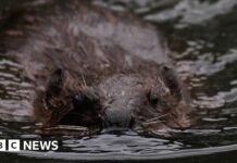 Areas getting ‘beaver ready’ for possible release