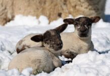 How likely is a ‘white Easter’?