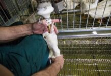Labour to back down on foie gras and fur bans to ease EU trade deal