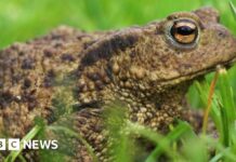 Fears for more than 1,000 toads after reservoir drained by water company