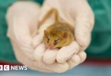 £20m mystery gift buys London Zoo new hospital where you can watch vets work