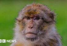 ‘World first’ gene project helping rare monkeys