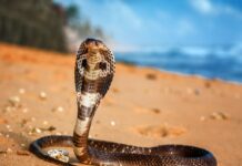 Tourist dies at luxury resort after cobra from snake show climbs up pants, bites him: police