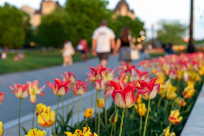 Canadian-Tulip-Festival_IRYNA-TOLMACHOVA.jpg