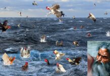 Drunk God Makes A Few Dozen Roosters Materialize Over Pacific Ocean