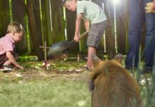 Mysterious Gerbil Watches From Edge Of Yard As Family Hamster Laid To Rest