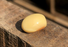 Soybean Wishes It Could Just Be A Soybean And Have That Be Enough