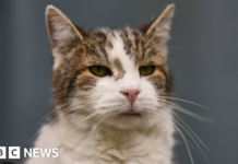 Minister considers banning over-the-counter flea treatments for pets