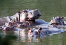 Tycoon’s son offers home for “cocaine hippos” slated to be killed