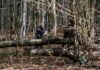 Falling tree kills 3, including 10-month-old, on Easter egg hunt in Germany
