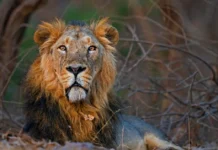 How India Became the Only Home to All 5 Big Cats — With 3600+ Tigers