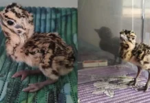 In Gujarat’s Kutch, a Rare Wild Hatch Brings Back the Endangered Great Indian Bustard