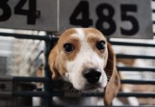 LIVE: Rescue of 2,000 beagles begins day early at US facility