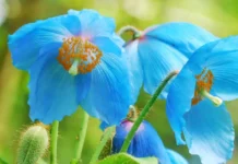 This Rare Blue Flower Survives 2–5 Years in the Harsh Himalayan Cold to Bloom for a Few Days
