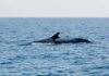 Iceland faces pressure over possible return of fin whale hunt