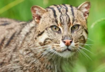 In Rajaji’s Wetlands, a Father-Son Duo Captured a Rare Fishing Cat on Camera