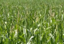 These 7 Fodder Crops Help Farmers Raise Healthier, Stronger Livestock