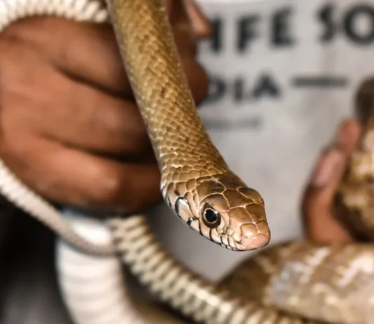 How Gen Z Volunteers in Gujarat Are Becoming First Responders for Wildlife