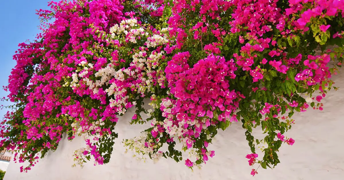 Turn Your Balcony Or Garden Into a Bougainville Paradise This Summer