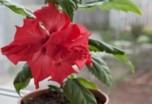 The Summer Plant We Grew Up With — Here’s How to Grow Hibiscus at Home Today