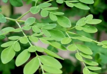 Why Moringa Becomes One of the Most Valuable Plants During Summers and How You Can Grow It Easily at Home