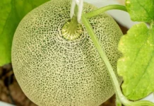 This Summer, Grow Sweet Muskmelons at Home — No Fancy Gardening Needed