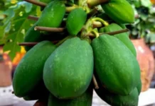 Grow Papaya at Home With Easy and Practical Gardening Steps Suited for Small Spaces