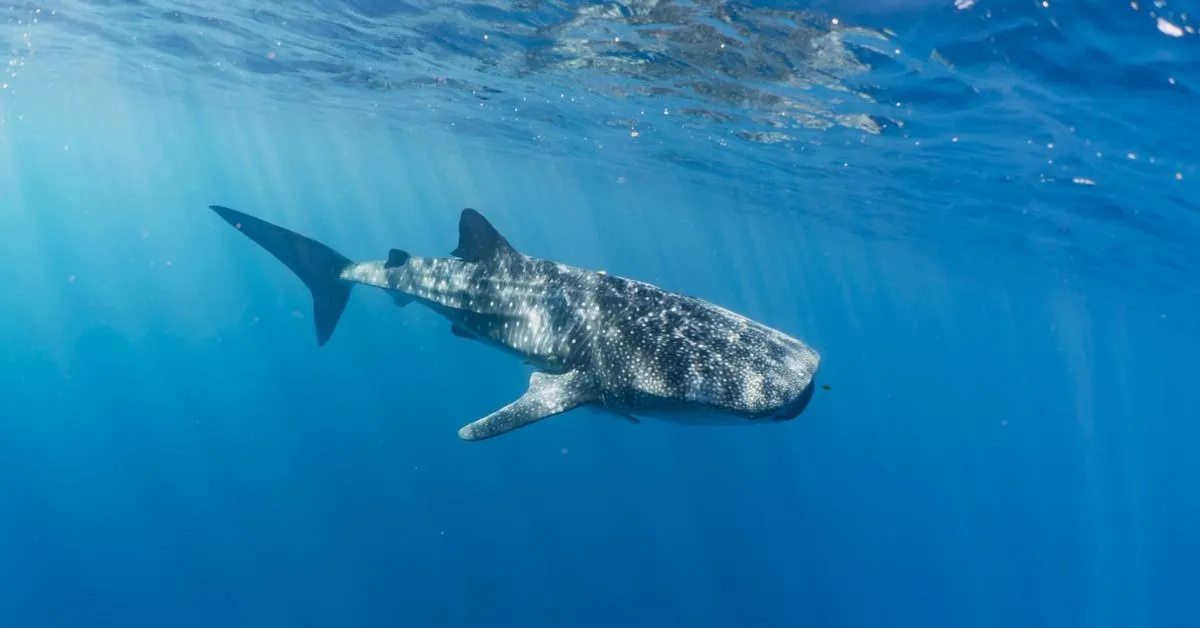 How India’s Coastal Communities Came Together To Help Save 1029 Whale Sharks