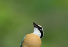 How an Overlooked Konkan District Emerged as a 400+ Species Birding Hotspot