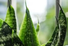 10 Indoor Plants You Can Grow at Home to Make Hot Summer Days Feel More Bearable